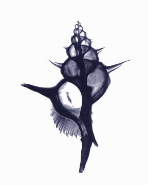 X-ray image of Alabaster Murex