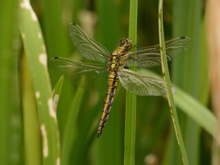 Black-tailed skimmer - female (Orthetrum cancellatum) - large yellow dragonfly on the blade of reed, Gdansk, Poland