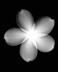 Tuinposter Inverted image of plumeria flower © Image Source