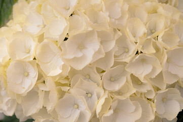 Floral background of white hydrangea flowers close up.