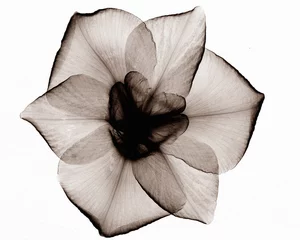 Foto op Canvas X-ray image of Japanese iris flower © Image Source