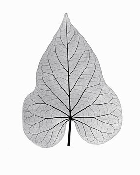 X-ray image of ornamental potato leaf