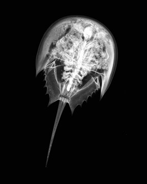Inverted image of horseshoe crab