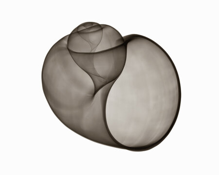X-ray image of Florida apple shell