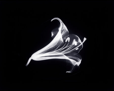 Inverted image of Easter lily