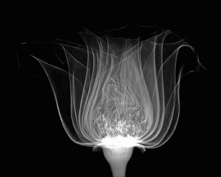 Inverted image of rose