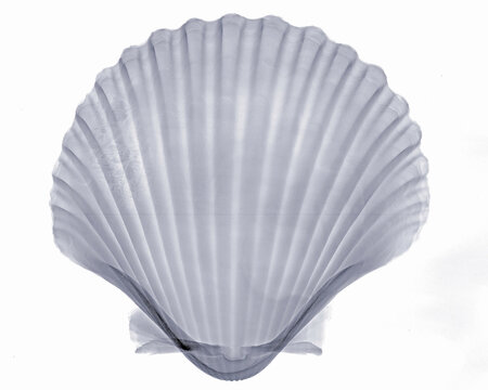 X-ray image of scallop seashell