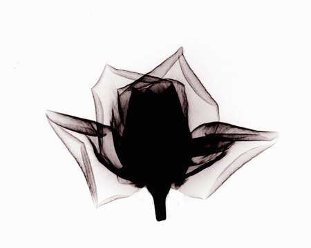 X-ray image of rose flower