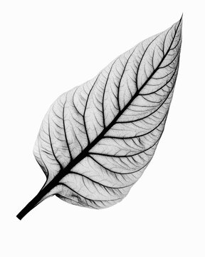 X-ray image of celosia leaf