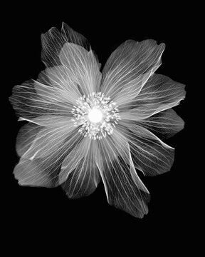 Inverted image of ranunculus flower