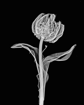 Inverted image of parrot tulip flower