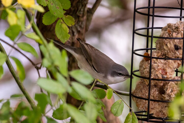 Eine Klappergrasmücke am Futtersilo