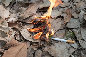 Close up cigarette butt non-smoked carelessly are thrown into dry grass on the ground causing a...