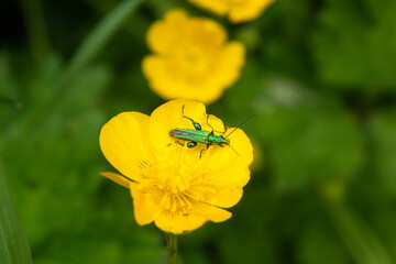 A bright metallic green Thick legged flower beetle, Oedemera nobilis,  seen on a bright yellow buttercup flower, ranunculus
