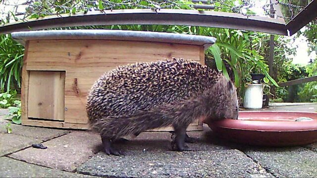 European hedgehog (Erinaceus europaeus) looking for food