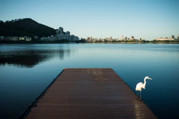 Papier Peint photo autocollant Ville sur leau Bird on pier in early morning, Lagoa Rodrigo de Freitas, Rio De Janeiro, Brazil