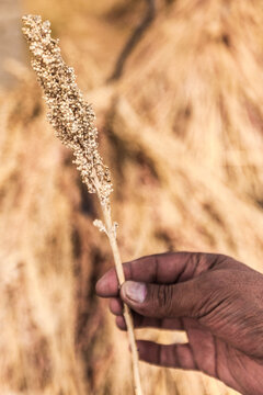 Close up of hand holding quinoa, Bolivia, South America
