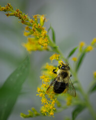 Bee on goldenrod