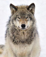 Timber Wolf stare - Canada  - obrazy, fototapety, plakaty