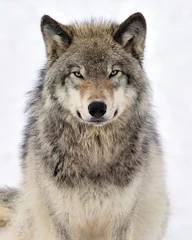 Selbstklebende Fototapeten Timber Wolf stare - Canada  © Tony