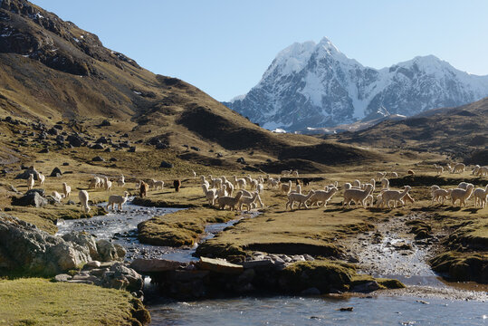 Llama, Ausangate, Willkanuta mountain range, Andes, Peru