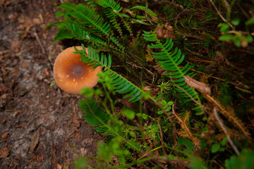 healthy mushroom forest autumn park outdoor environment