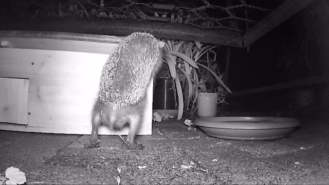 European hedgehog (Erinaceus europaeus) looking for food