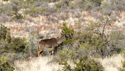 Karoo National Park South Africa: kudu cow browsing