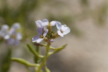 Flower of a European searocket, Cakile maritima.