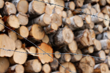 Birch logs behind barbed wire