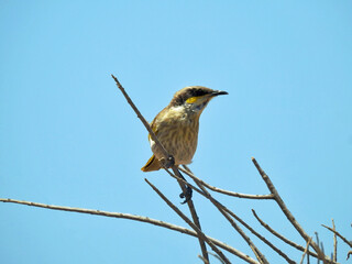Singing Honeyeater