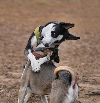 Two Husy dog friends who are adopted loving each other and life