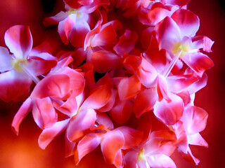 Zen Pink Flowers Background for Relaxation