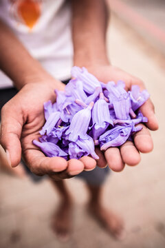 Girl holding jacaranda flowers, Windhoek, Namibia, Namibia