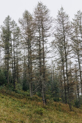 Beautiful landscape in the Carpathians