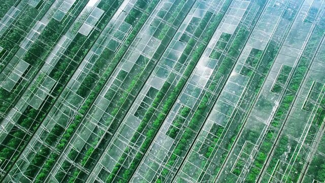 Beautiful panorama aerial flight over industrial greenhouses with green sprouts, sun and sky reflected in clean glasses. Natural nature pure clear products