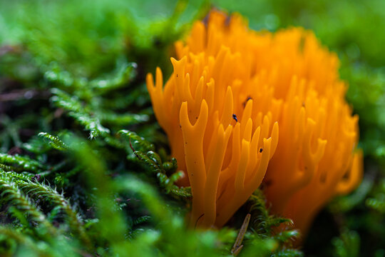 Calocera viscosa (English yellow stagshorn) is a jelly fungus, member of the Dacrymycetales.   It is common and its bright colour makes it stand out in its habitat. It looks like coral on land.