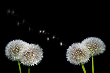 Fluffy dandelion flower. nature