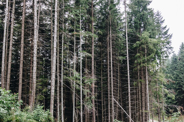 Beautiful landscape in the Carpathians