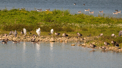 Vögel am Plessenteich