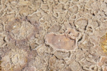 Submarine crusts of coralline algae