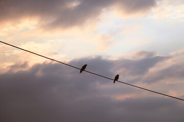 Two black birds on wire