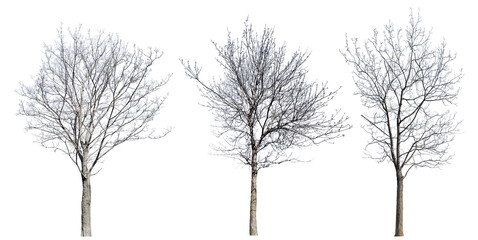 bare winter isolated three maples