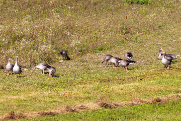 Vögel am Plessenteich