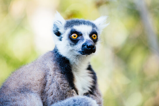 Portrait of alert lemur in Anja Community Reserve, Ambalava, Madagascar, Africa