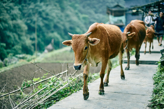 Cows walking in a row, Fenghuang, Hunan, China