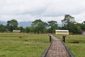 park road in the countryside