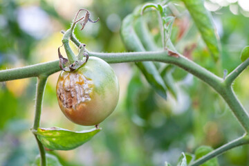 damaged by disease and pests of tomato leaves