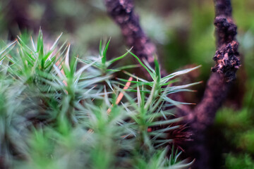 Green moss macro photography, forest floor nature background. Green plants close up wallpaper background. Lichen pattern forest floor, green moss macro texture for design.