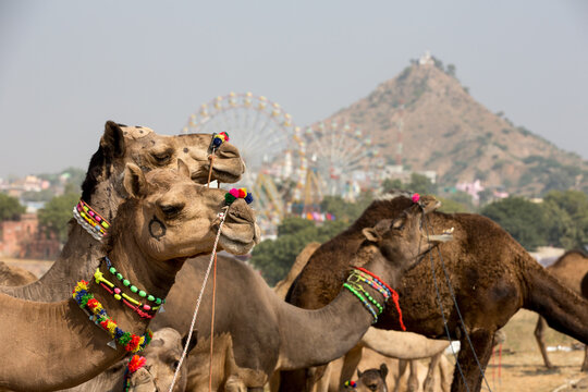 Camels wearing multicolored bead necklaces at Pushkar Camel Fair, Pushkar, Rajasthan, India